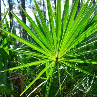 Estratto di saw palmetto